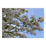 Blue Skies and Dogwood Flowers Cards