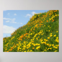 Blue Sky art prints White Clouds Poppy Flowers