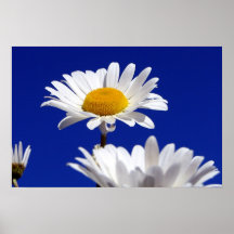 Blue Sky Daisies Print