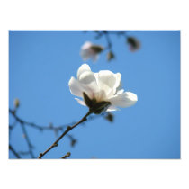 Blue Sky Photo art prints White Magnolia Flower