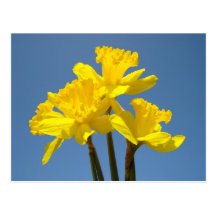 Blue Sky postcards Yellow Daffodil Flower Floral