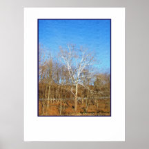 Blue Sky, White Trees Fine Art Photograph Poster