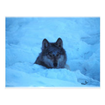 Blue Snow Timber Wolf Postcard
