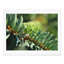 Blue Spruce in the Sun Wall Decor Photo