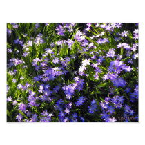 Blue Squill Spring Flowers