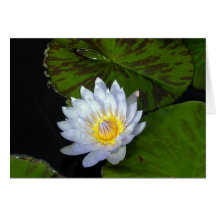 Blue Star Lotus Cards
