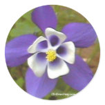Blue Star MS  Sticker