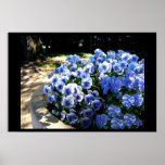 Blue Sunrise Poster