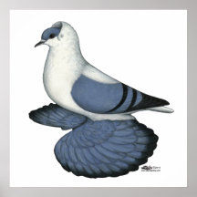 Blue Swallow Pigeon Print