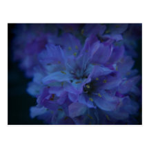 Blue Sweetheart. Post Cards