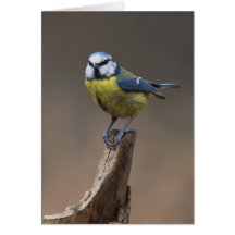 Blue Tit Greeting Cards