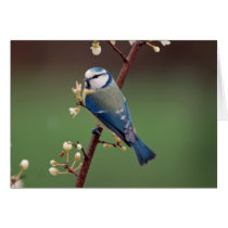 Blue Tit on rainy day greeting card