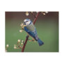 Blue Tit on rainy day postcard