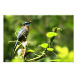 Blue Tropical Bird Photographic Print