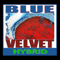 BLUE VELVET HYBRID posters