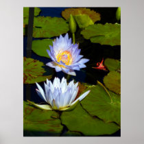 Blue Water Lilies Poster