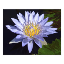 Blue Water Lily 14" x 11" Photo Print