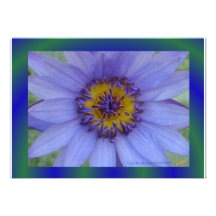 Blue Water Lily Cards Announcements
