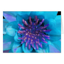 Blue Water lily, greeting card