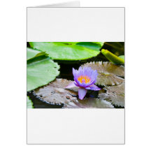 Blue Water Lily Greeting Cards