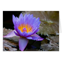 Blue Water Lily Greeting Cards
