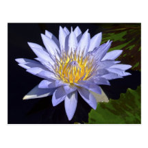 Blue Water Lily Postcard