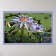 Blue Water Lily Poster