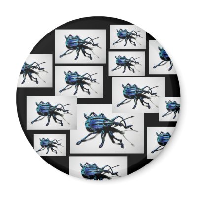 Blue Weevil Magnet by kthomaswildlifeart