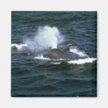 Blue whale fridge magnet