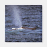 Blue whale refrigerator magnets
