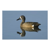 Blue-winged Teal, Anas discors,male, Port