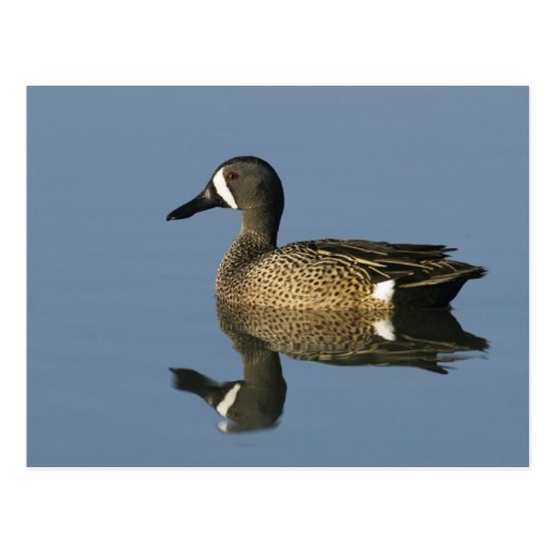 Blue-winged Teal, Anas discors,male, Port Postcards