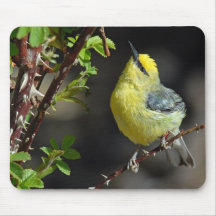 Blue-Winged Warbler Mousepad