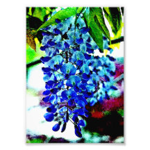 Blue Wisteria Photographic Print