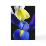 Blue & Yellow Iris Flowers #4b