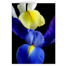 Blue & Yellow Iris Flowers #4b Greeting Card