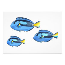 Blue & Yellow Tropical Fish Announcements
