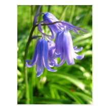 Bluebell flowers - Postcard