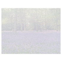 Bluebell Woods, England  flowers Letterhead Template