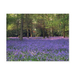 Bluebell Woods, England Postcard