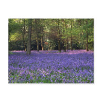 Bluebell Woods, England Postcard
