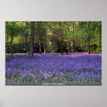 Bluebell Woods, England Posters