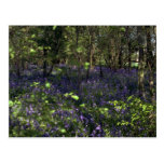Bluebell Woods from the Forest Post Cards