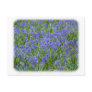 Bluebells 8T34D-15 Post Card
