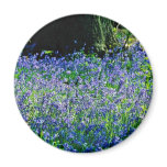 Bluebells, Crackley Wood, Kenilworth, Warks  flowe Magnet