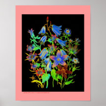 Bluebells Exotica 11x14 Poster