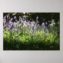 BLUEBELLS PRINT