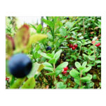 Blueberries And Lingon Berries Postcard
