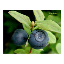 Blueberries, Unalaska Island Post Card