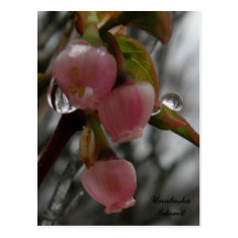 Blueberry Blossoms, Unalaska Island Post Card